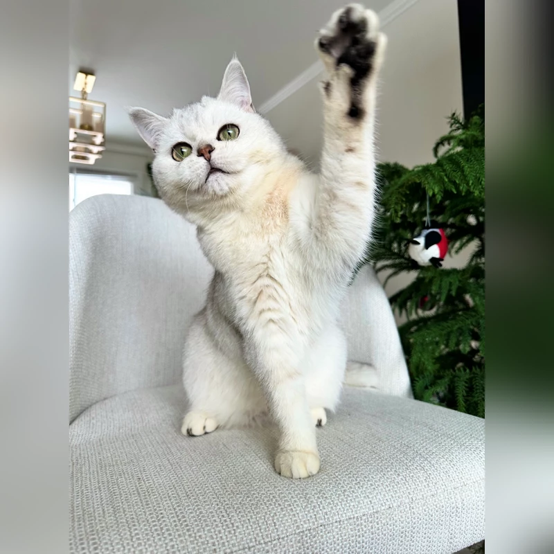Elvin- British shorthair male (Available)  $ 2100