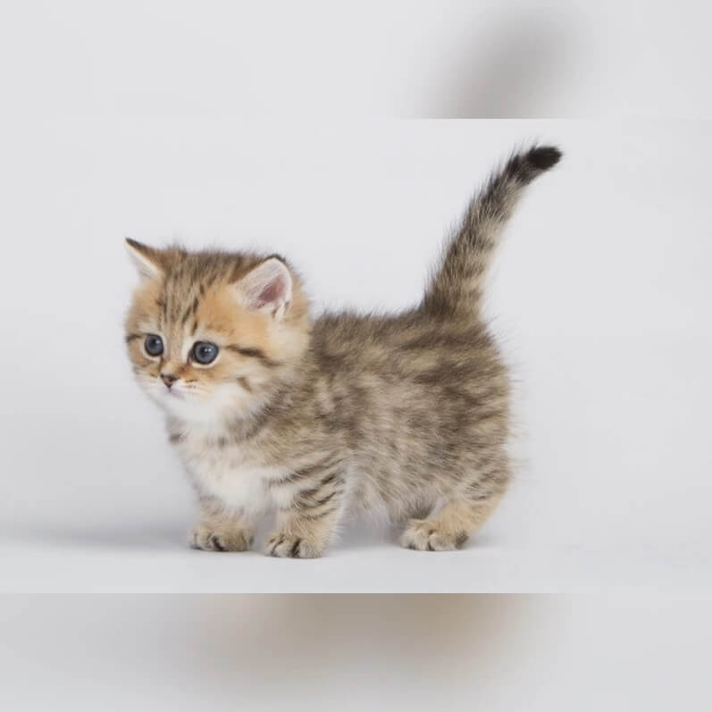 Bring Joy Home Adorable Munchkin Kittens For Adoption MeoWoff Bring Joy Home Adorable Munchkin Kittens For Adoption MeoWoff