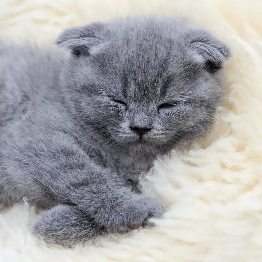 How much should I feed my British Shorthair cat daily?