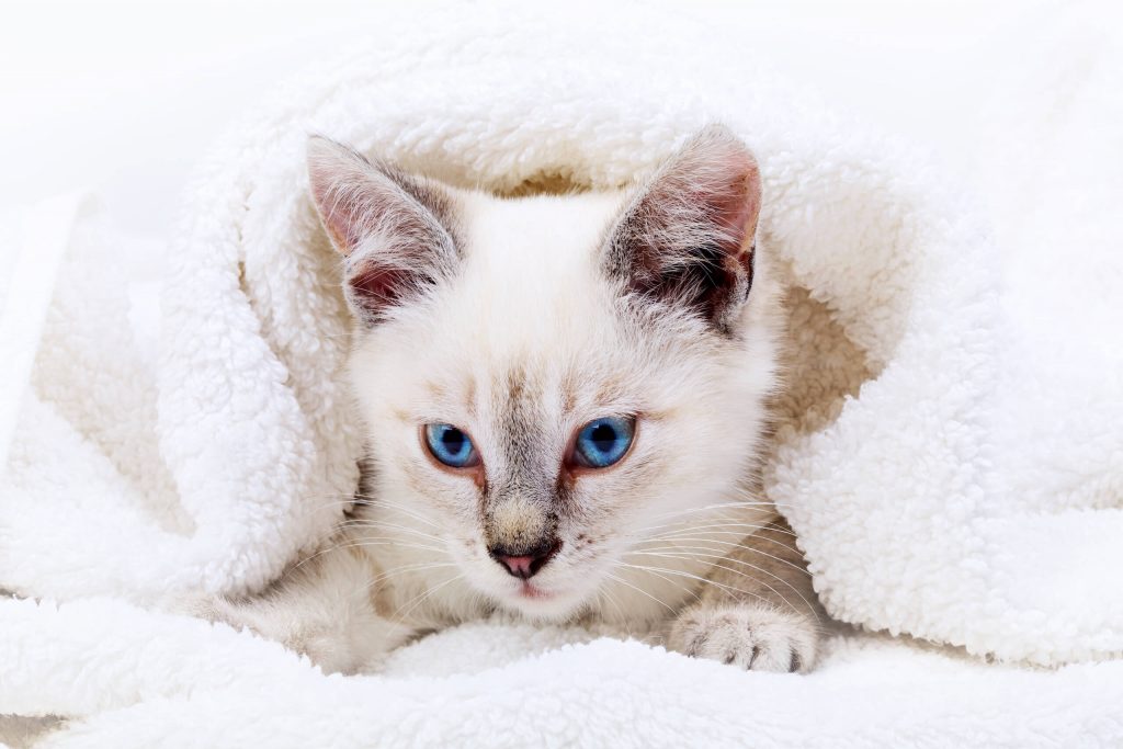 Warm Up Your Home: Discover the Joy of Owning a Siberian Kitten