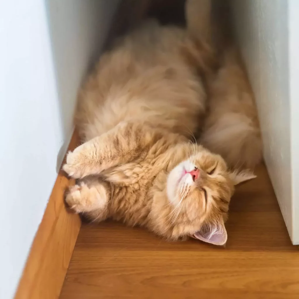 How Big Do Full-Grown Munchkin Cats Get? Size, Weight & Health Considerations
