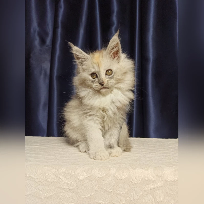 Baunty Maine Coon Female(Available0 $2550