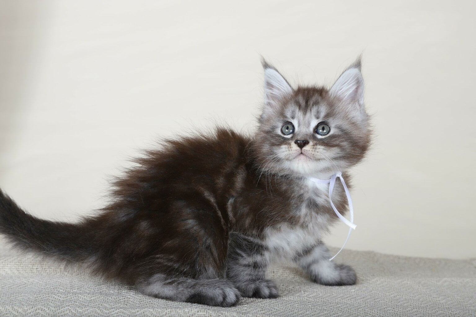 Maine Coon Weight by Age MeoWoff