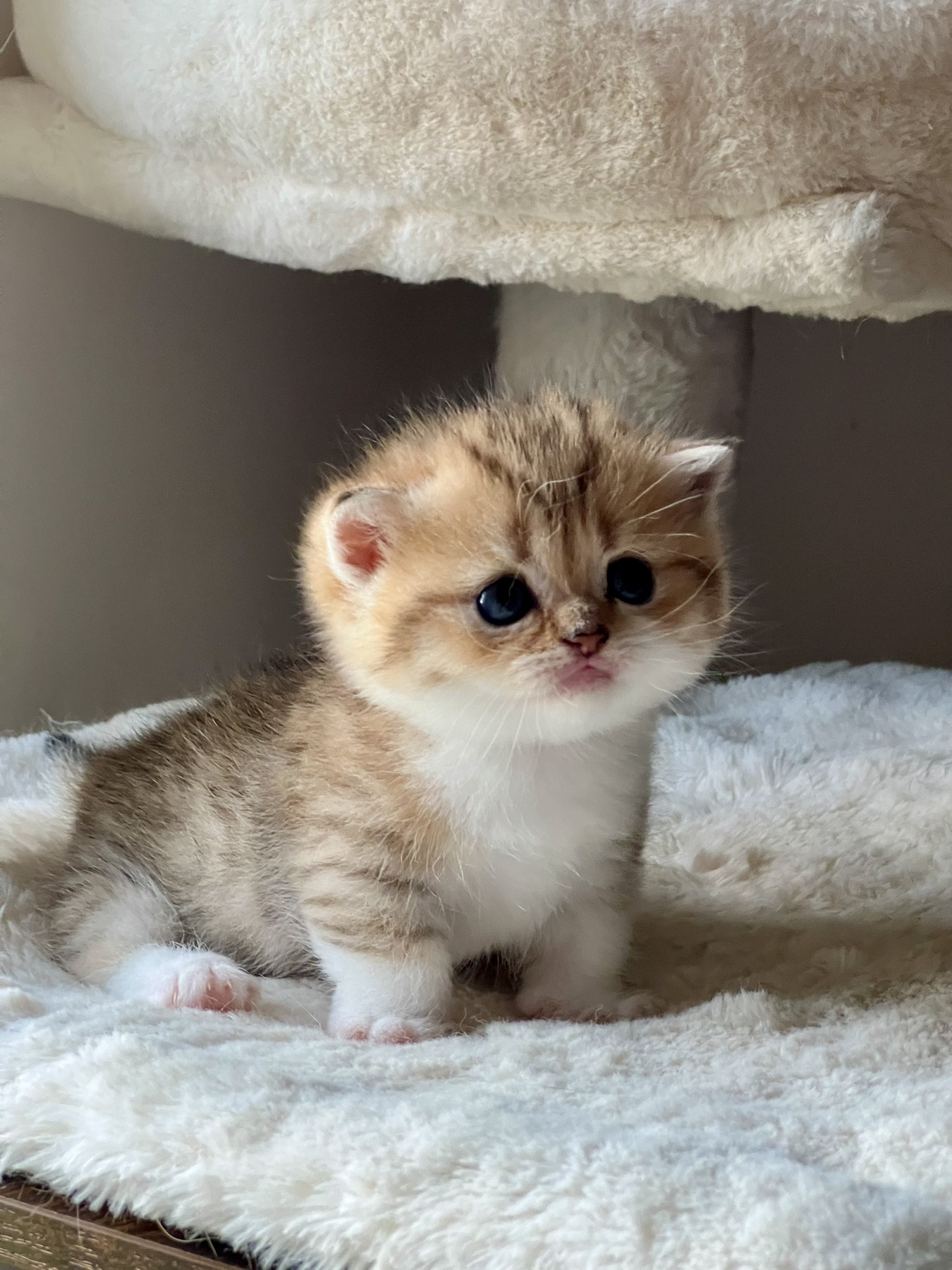 Munchkin Kittens For Sale In Indiana - 7bkq976