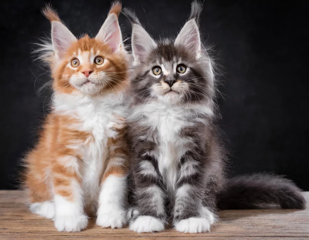 NS Black Smoke Maine Coon Kittens For Sale Meowoff TICA Pedigree NS Black Smoke Maine Coon Kittens For Sale Meowoff TICA Pedigree