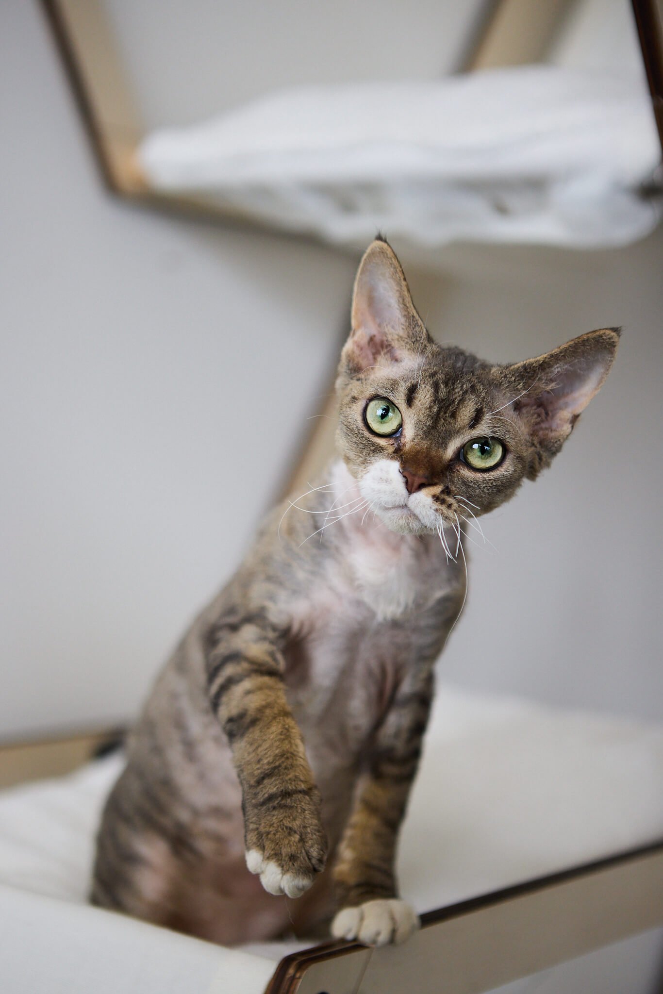 Sale Caroline Devon Rex Female(available) $2450