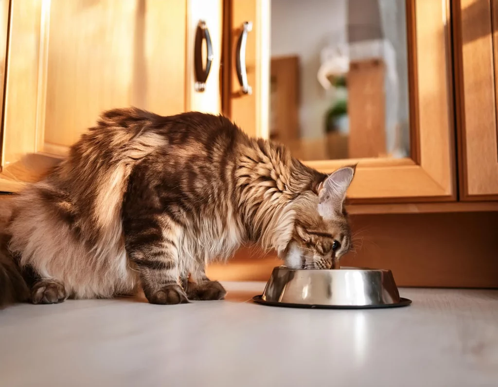 Maine Coon Diet