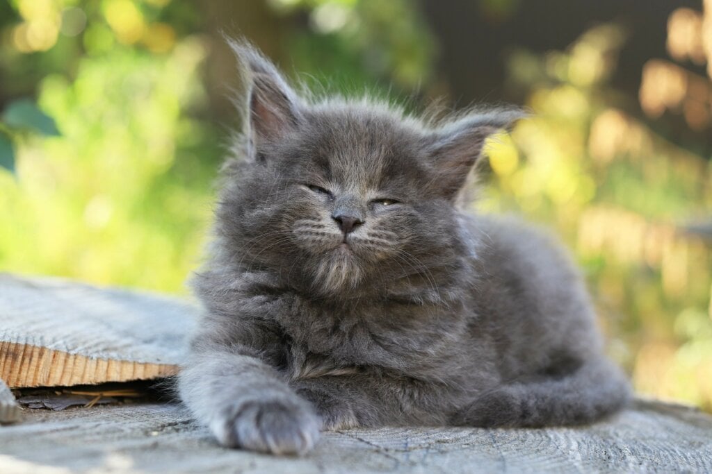Is My Maine Coon Too Fat?