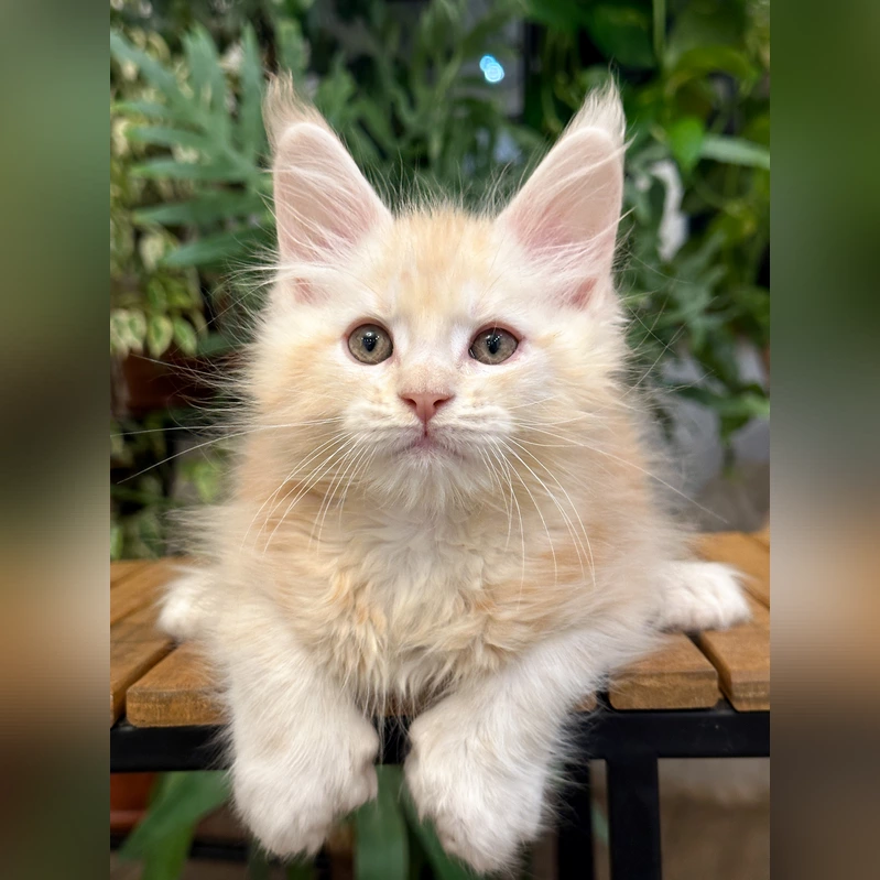 Abu Dhabi Maine Coon Poly Male (Reserved) $3850