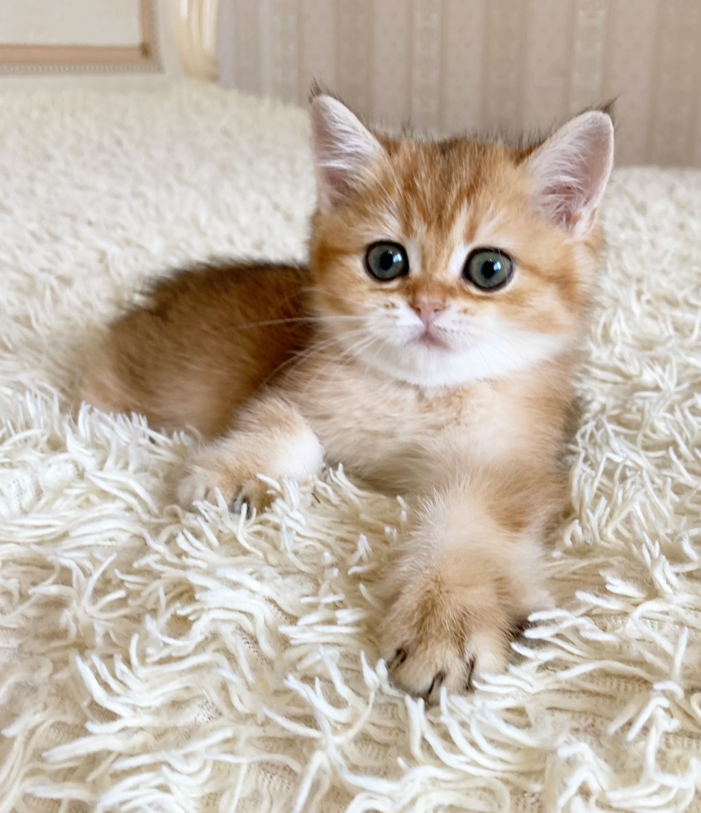Olla british shorthair (R) Female $2700