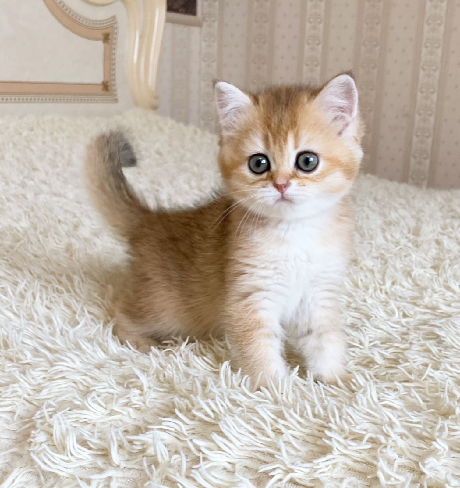 Ollie British shorthair (R) Female $2600