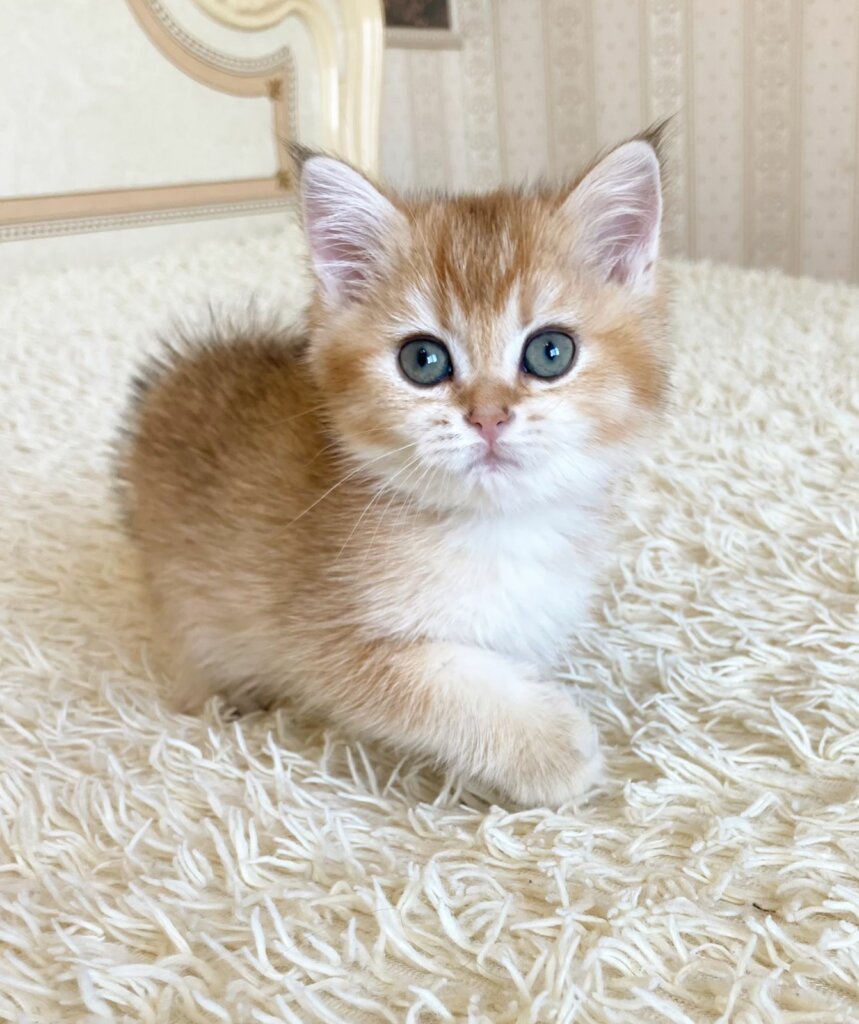 Onyx British shorthair (R)Male $2400