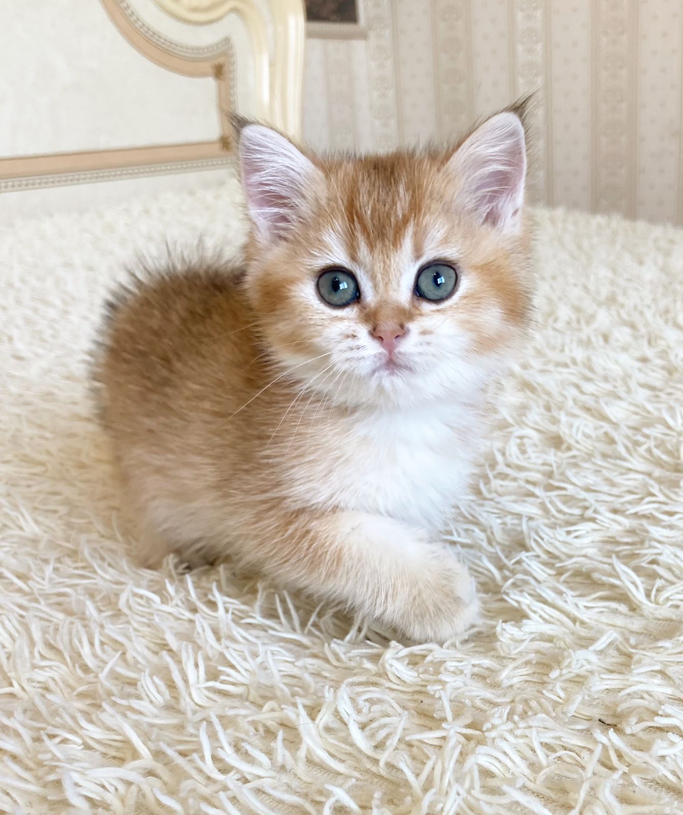 Onyx British shorthair (R)Male $2400