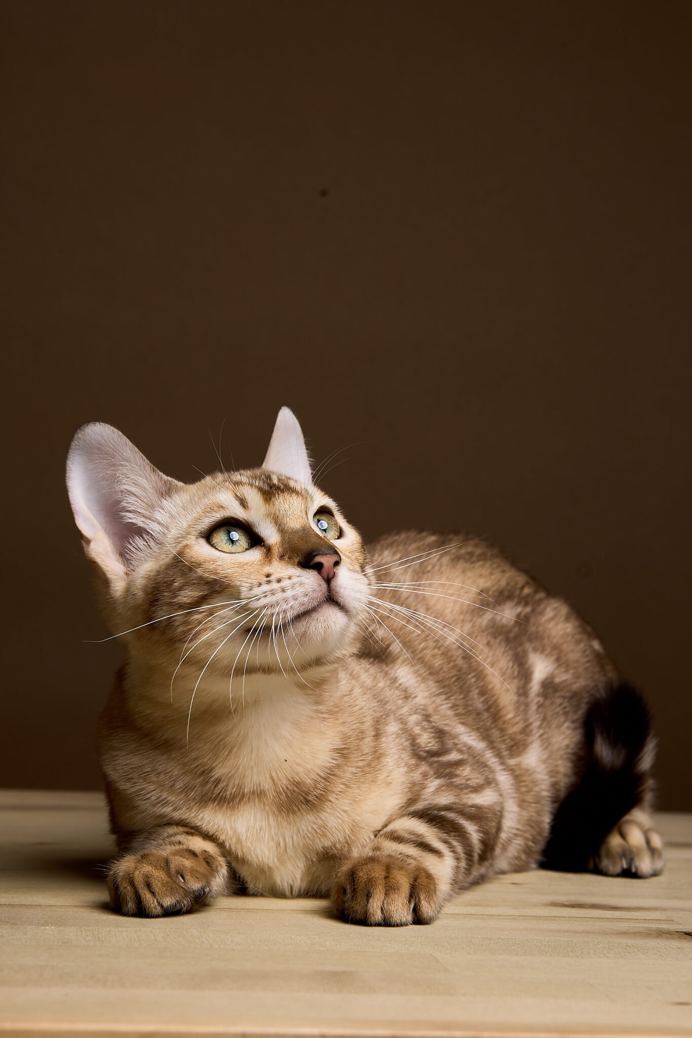 Sale Hunter Bengal  Male(Available) $3150