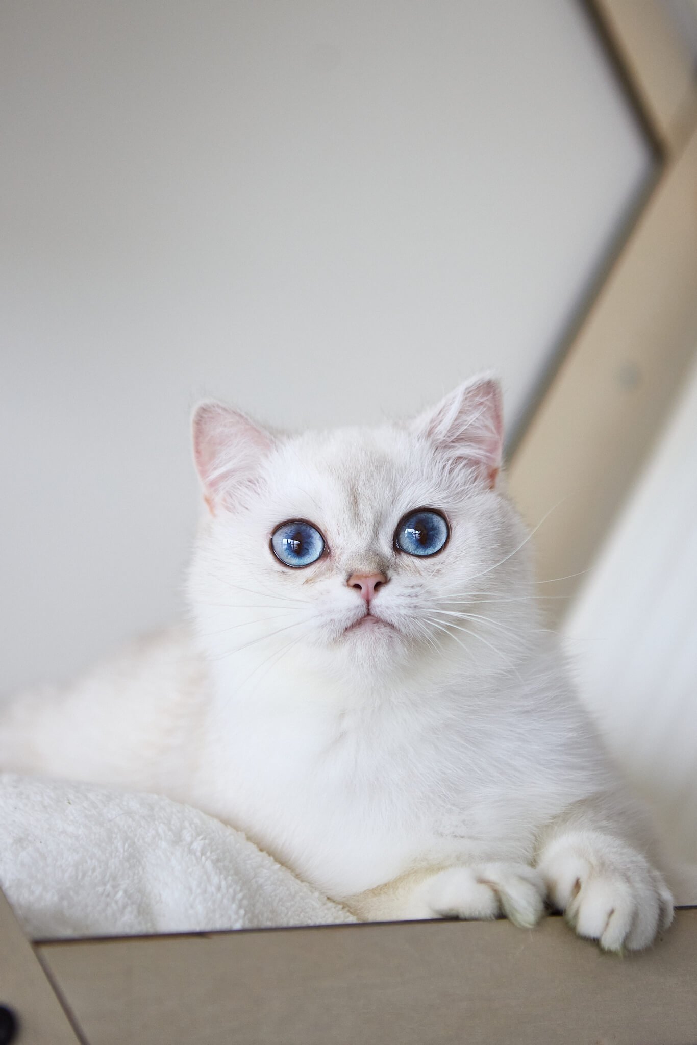 Sale Silver British Male (Reserved) $3100