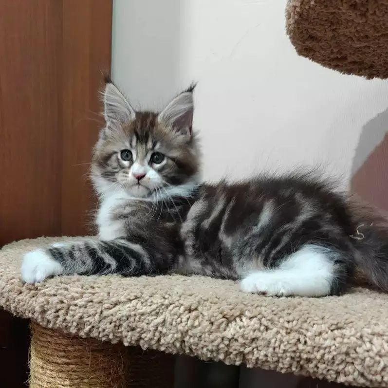 Sofia Maine Coon Female (Available) $2800