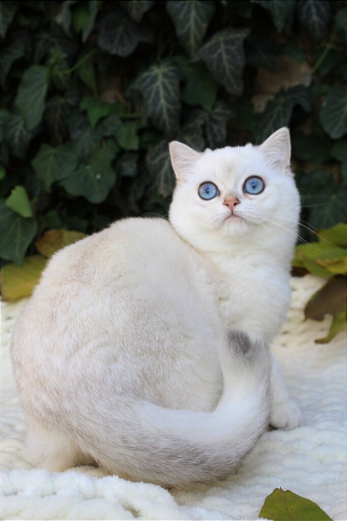 Silver British Male(Available) $3500