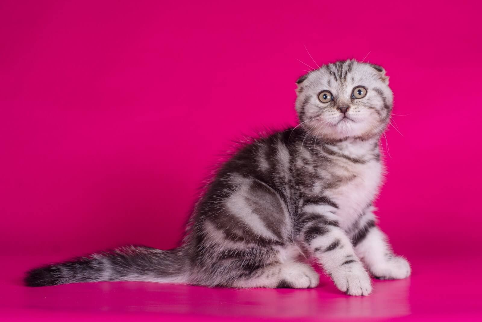 Silver tabby Scottish Fold cat sitting against a pink background