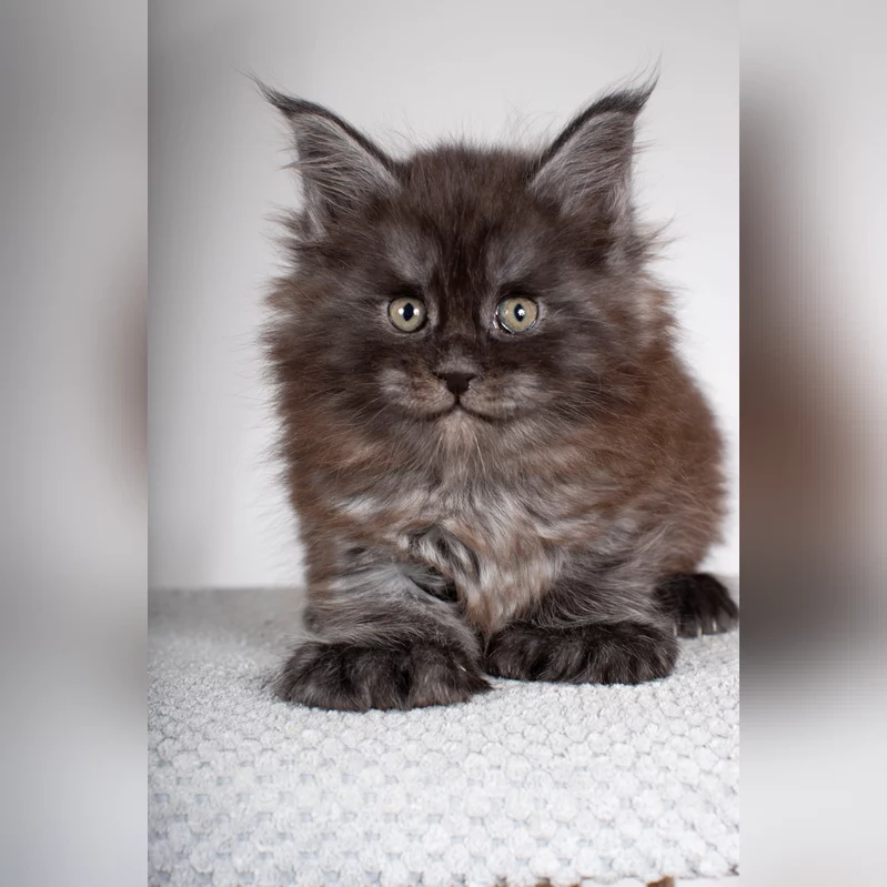 Grom Maine Coon POLY Male (Sold) $3850