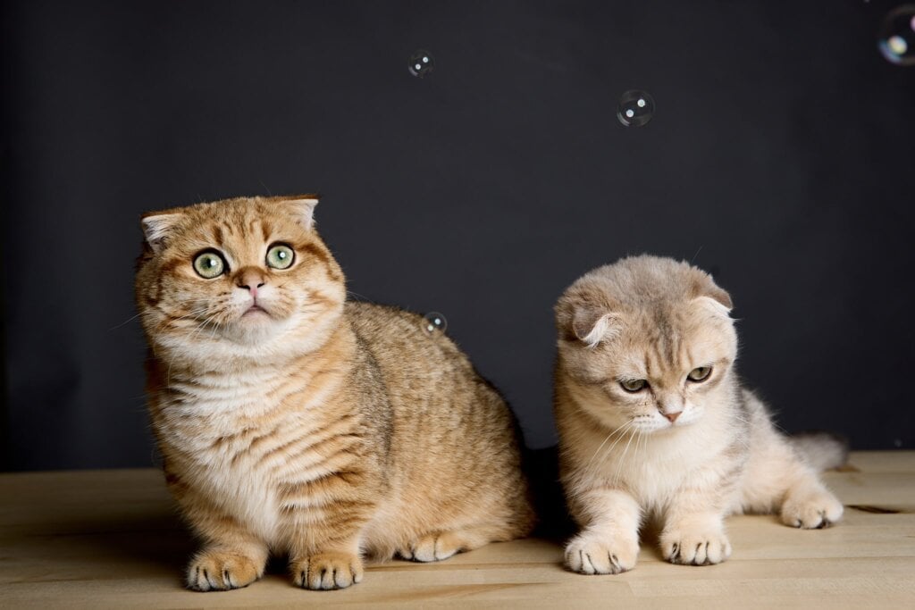 Munchkin Cats: Adorable Companions or Health Risks?
