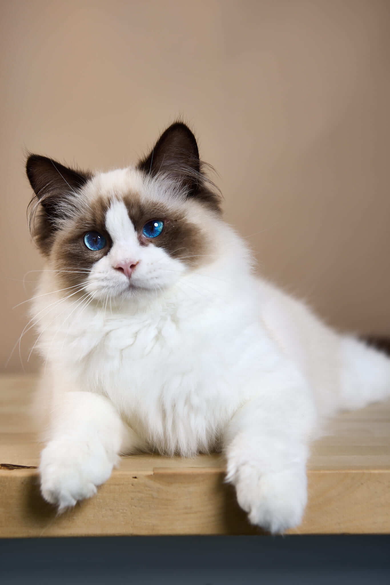 Carlson Ragdoll Male(Available) $3050