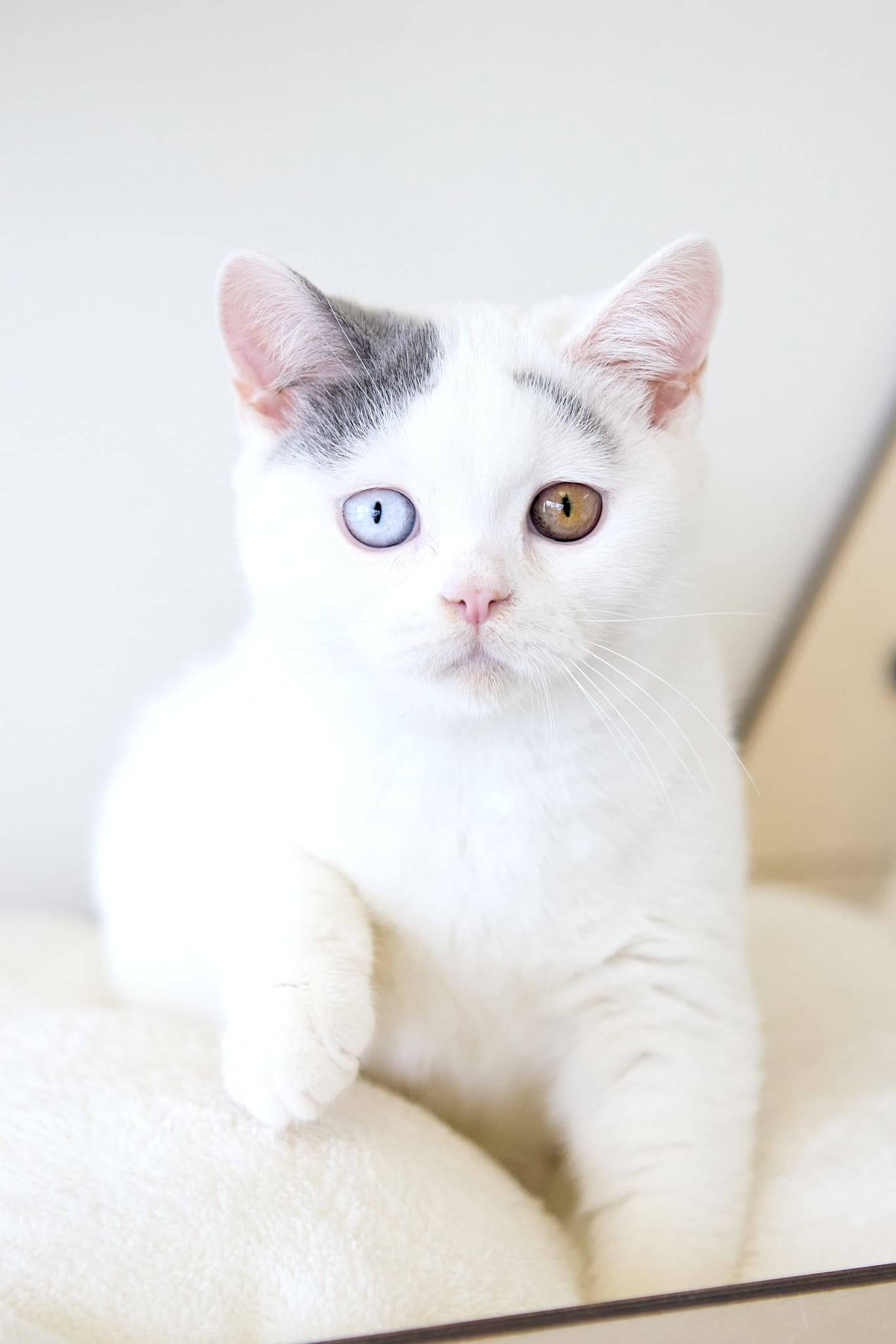 Akaido  British Male (Available) $2350