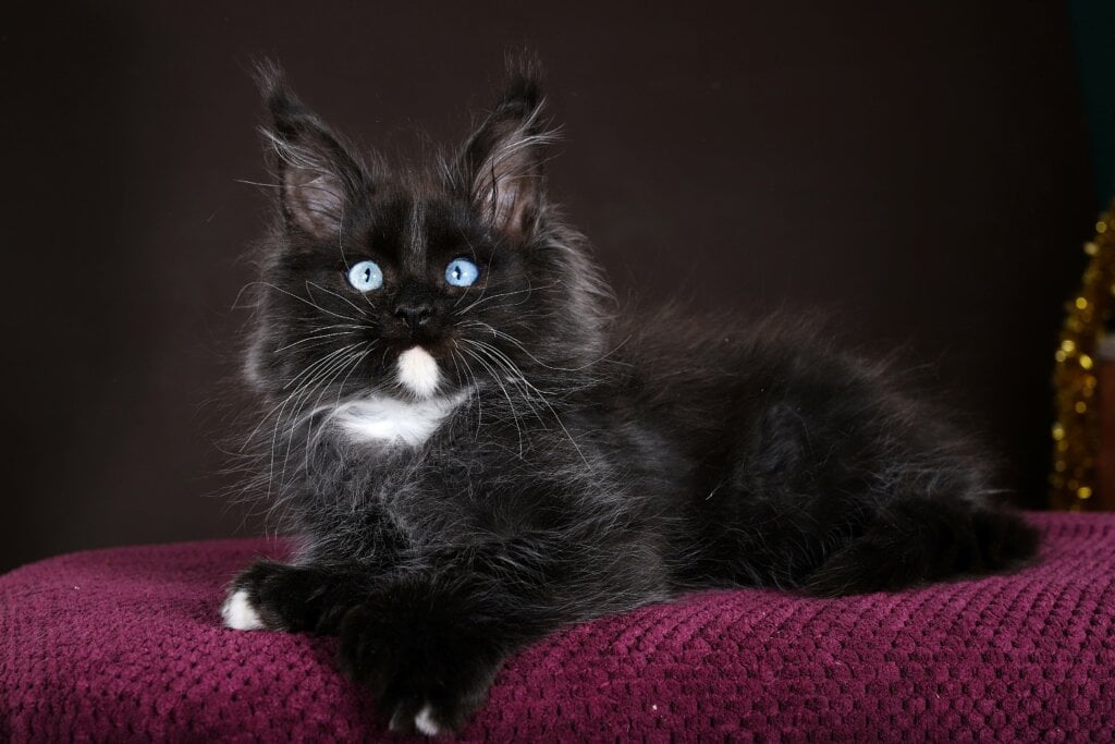 EXCLUSIVE!!! Sapphire Maine Coon POLY blue-eyed Male (Available) $4850