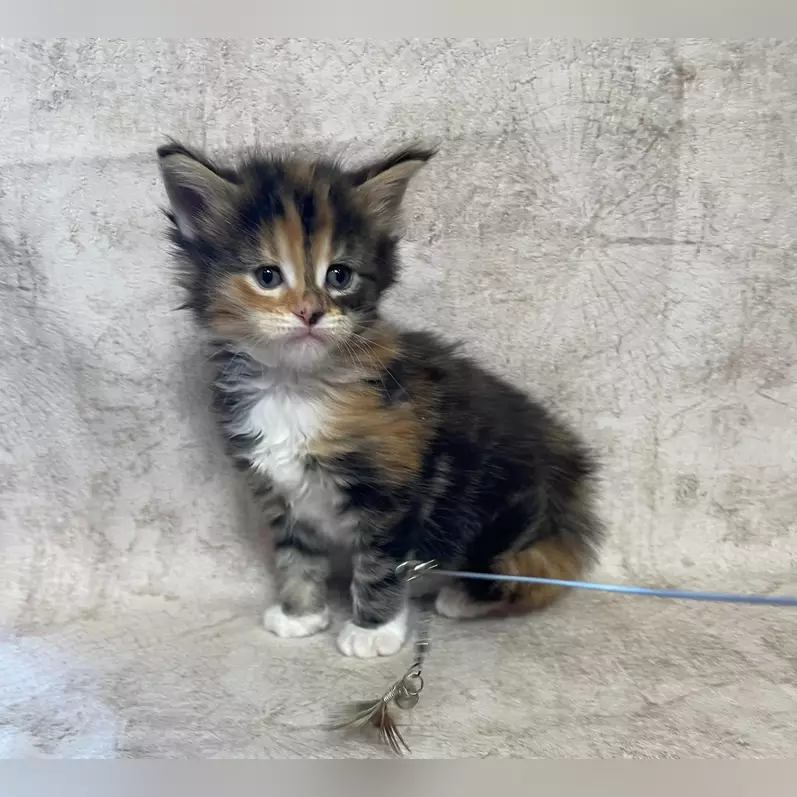 Scarlet Maine Coon Female(Available) $2600