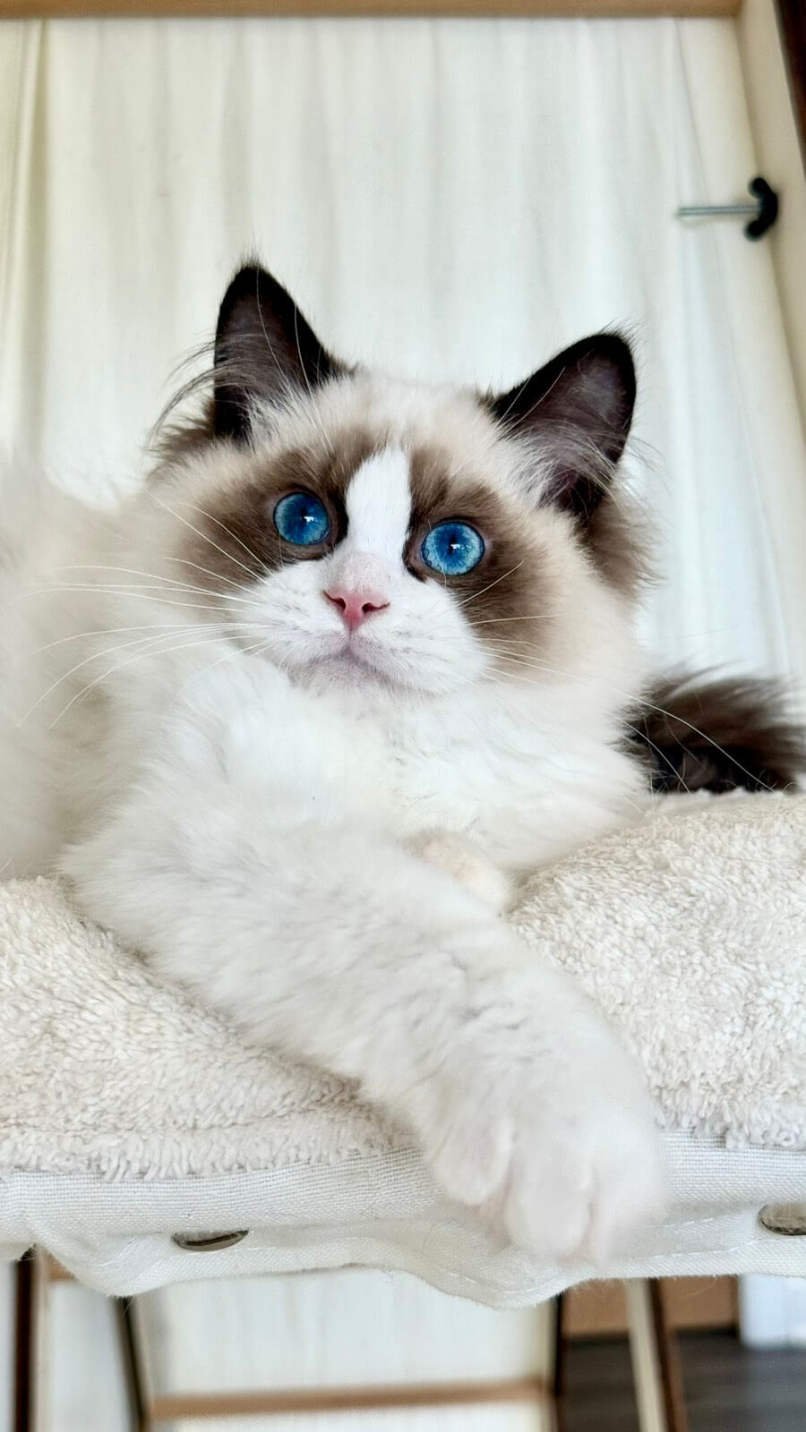Carlson Ragdoll Male(Available) $3050