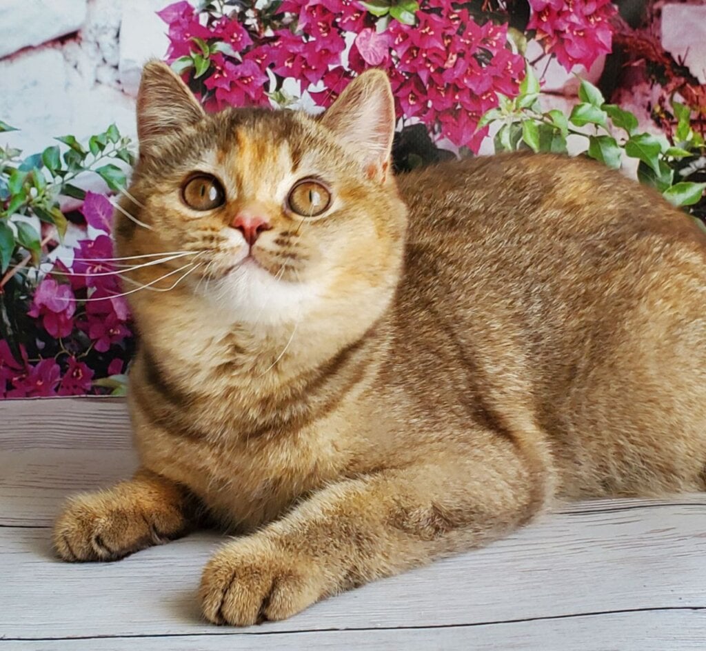 Vasіlisa British Shorthair Female (Available) $2400
