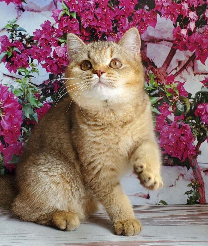 Vita British Shorthair Female (Available) $2400