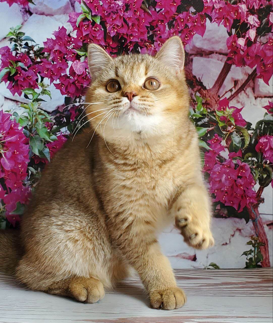 Vita British Shorthair Female (Available) $2400