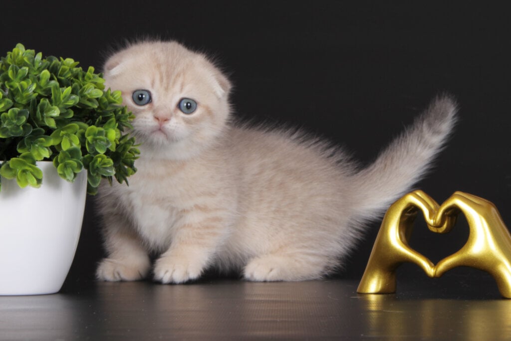 Munchkin Cat Health Issues: What You Need to Know