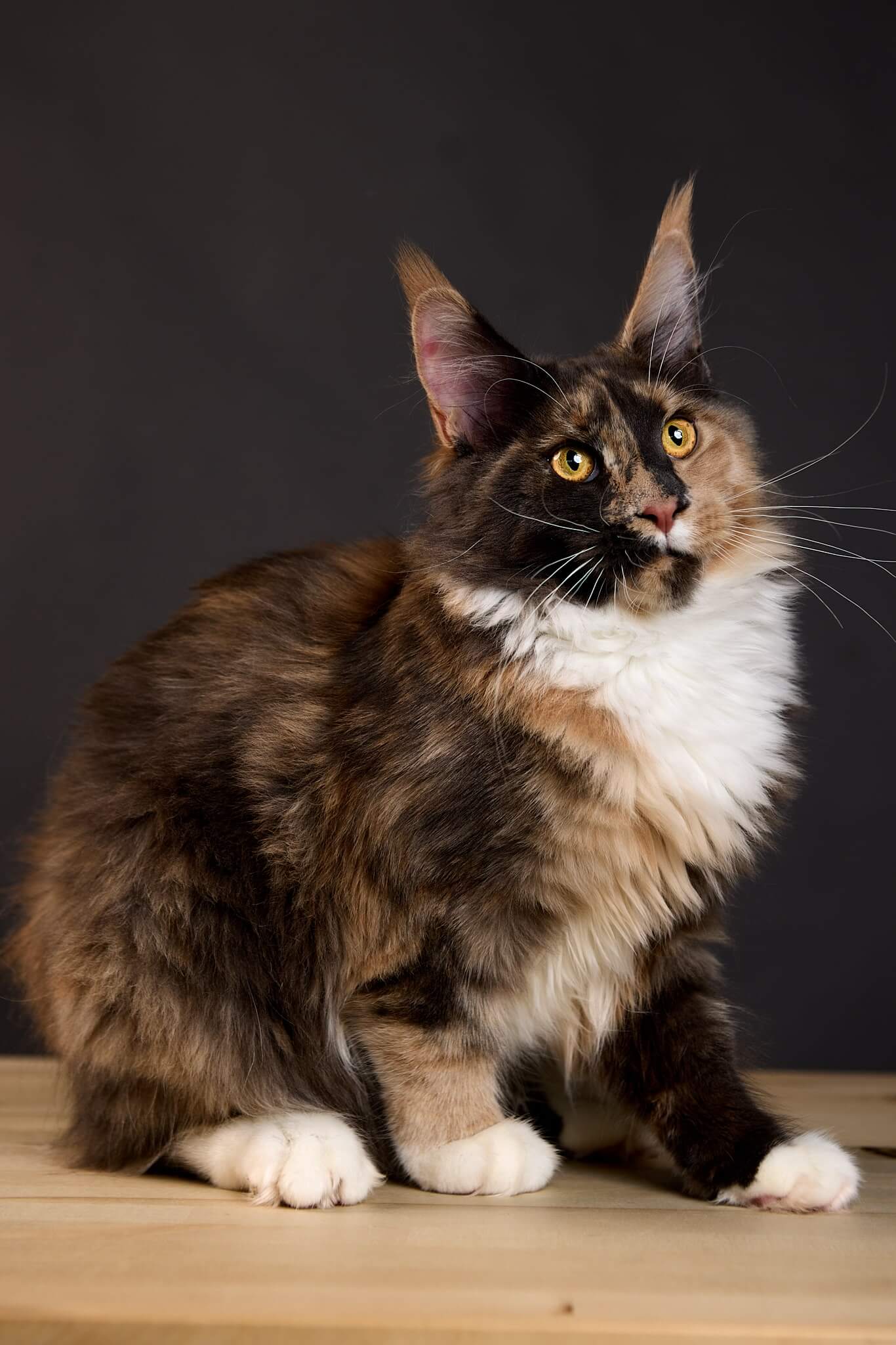Winola Maine Coon Female(Available) $3050