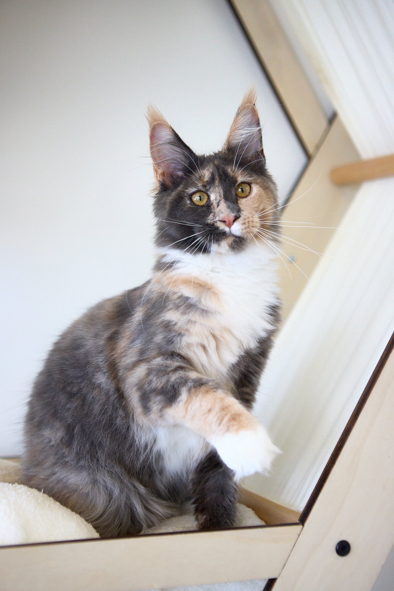 Winola Maine Coon Female(Available) $3050