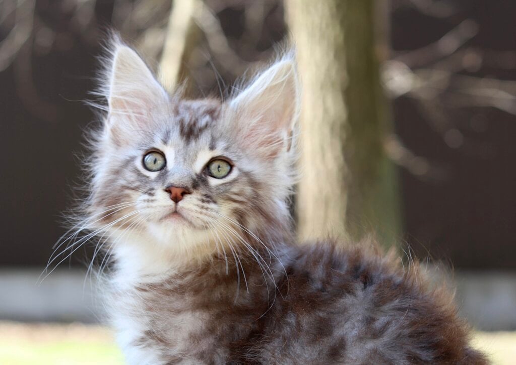 Jerom Maine Coon Male (Available) $2750
