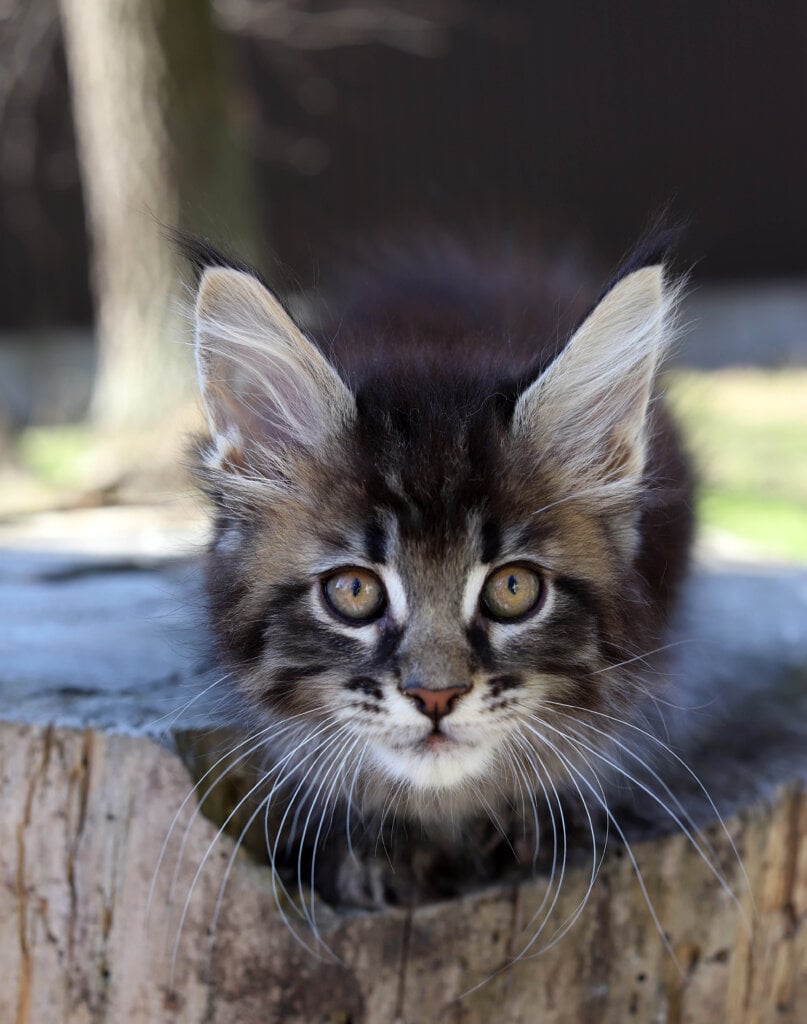 Jekson Maine Coon Male (Available) $2600