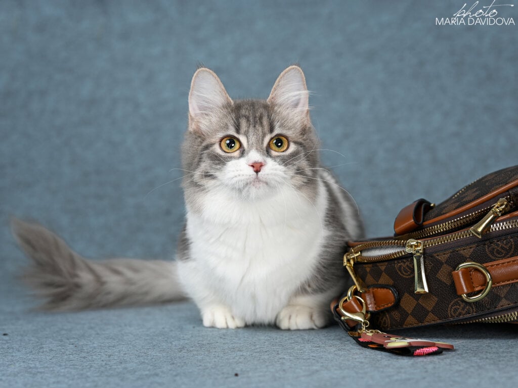 How Much Do Munchkin Cats Cost? Factors to Consider