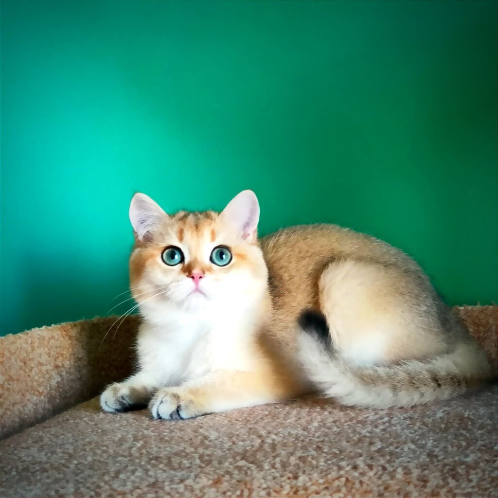 The Ultimate Guide to Brushing Your British Shorthair Cat