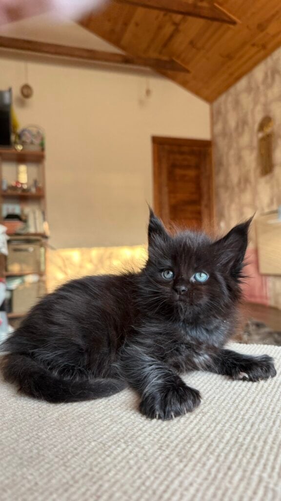Maine Coon Cat Names Males
