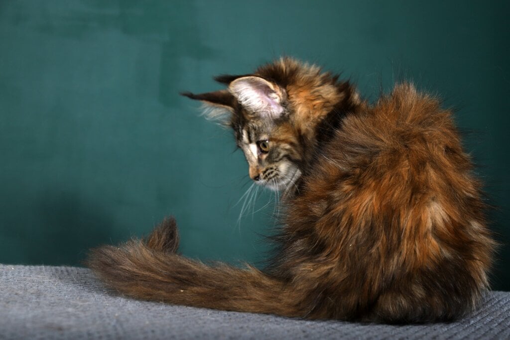 Maine Coon Cat Tails