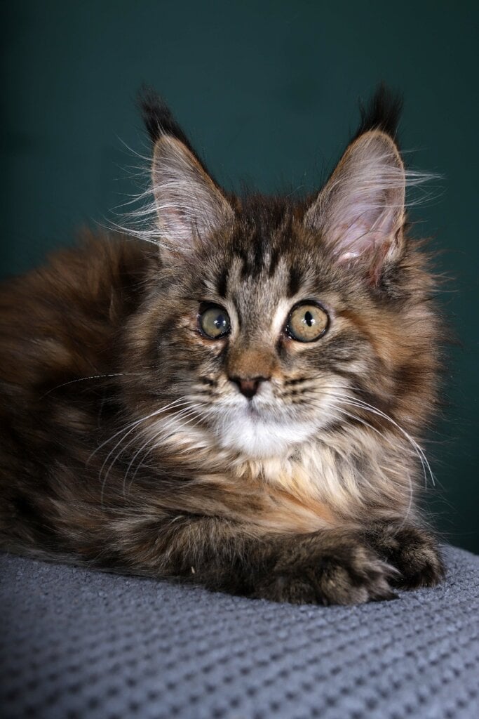 Names for Maine Coon Female Cats