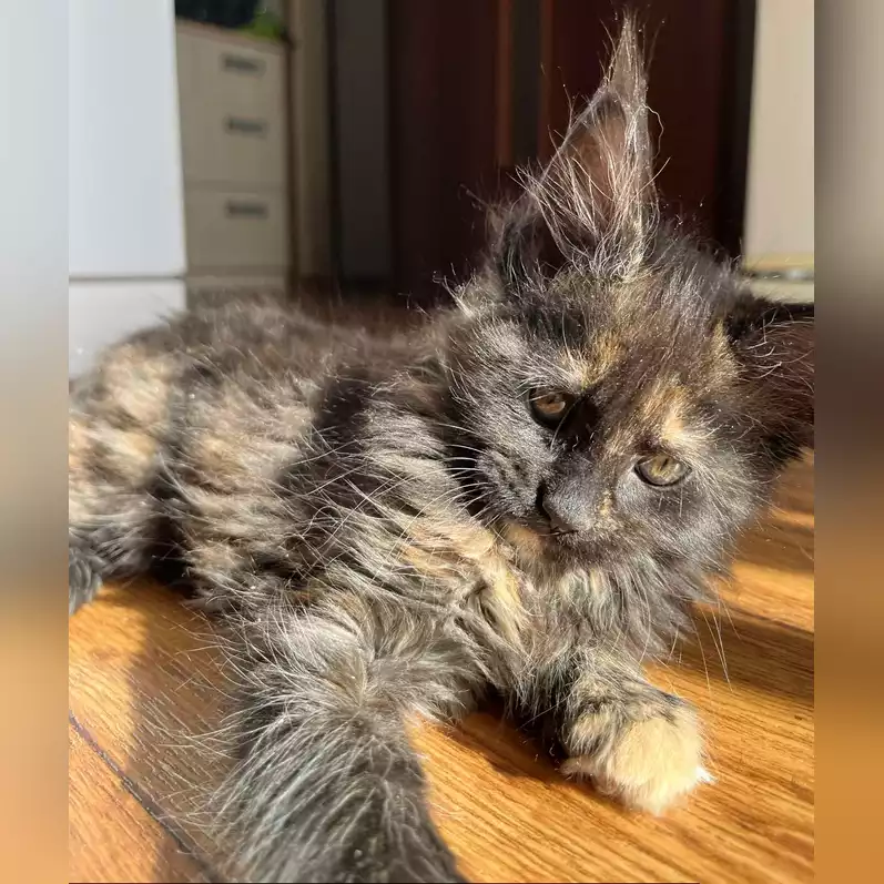 Feya Maine Coon Female(Reserved) $2600