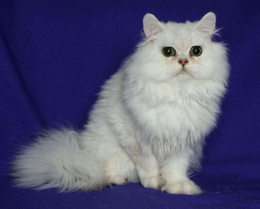 Valentin Persian Male(Available) $2600