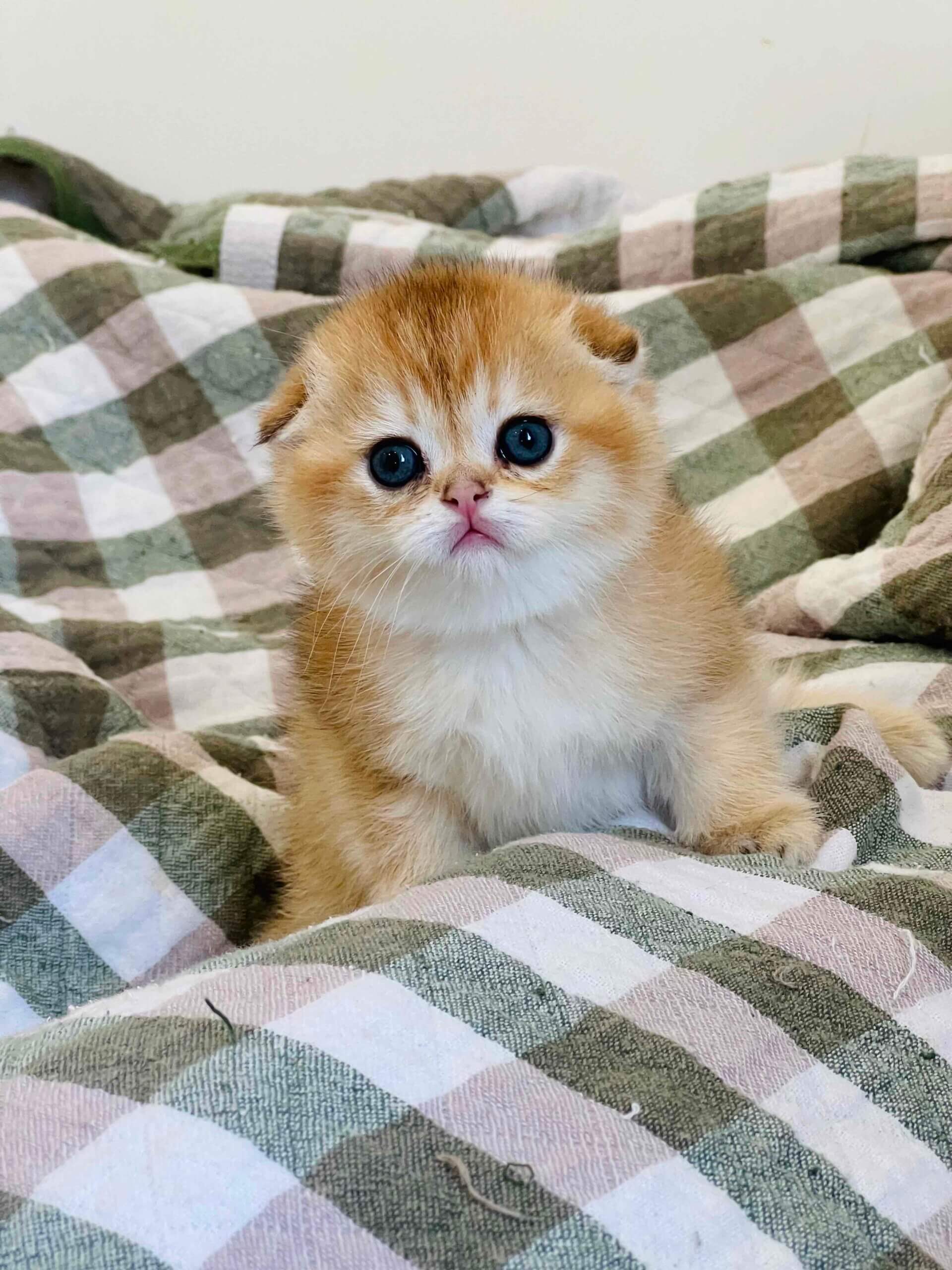 Simka Scottish Fold Female(Available) $2800