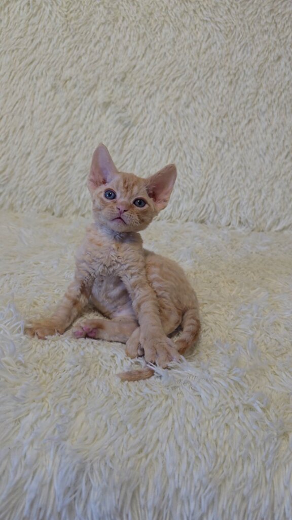 Amur Devon Rex Male(Available) $2750