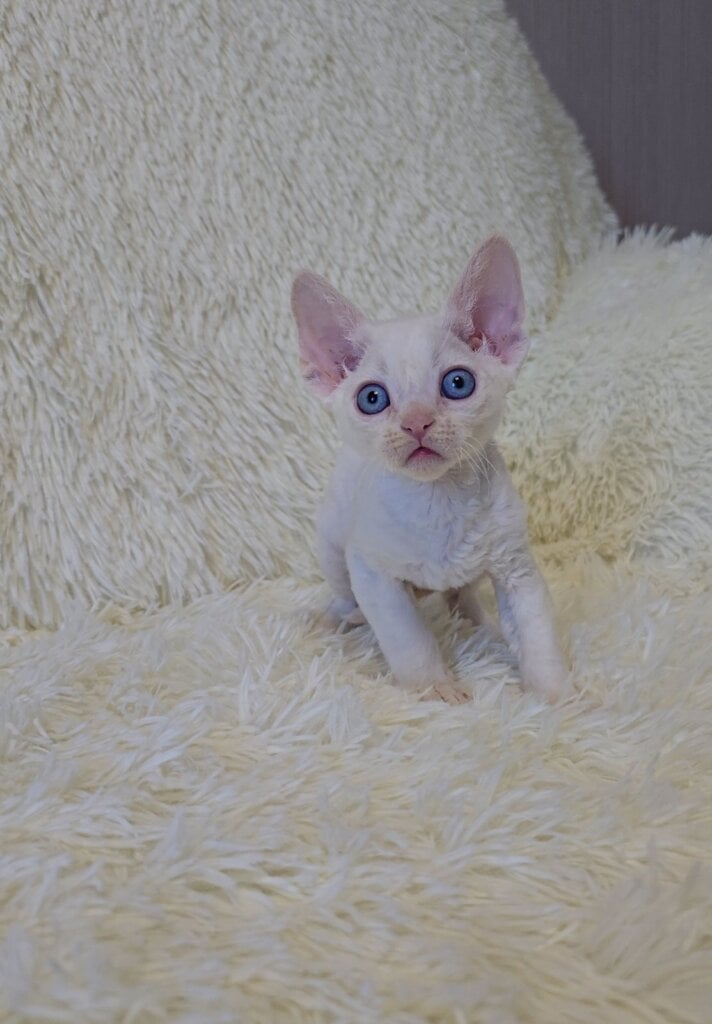 Archie Devon Rex Male(Available) $2750