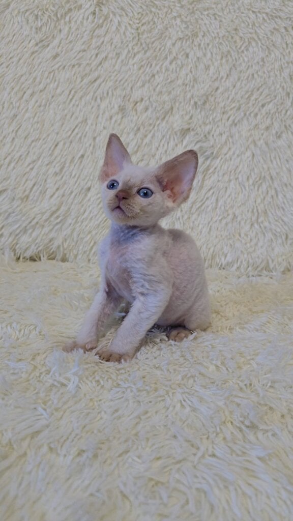 Alisa Devon Rex Female(Available) $2750