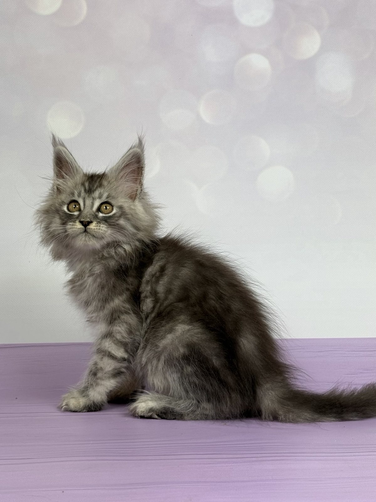 Nam Maine Coon Male (Available) $3050