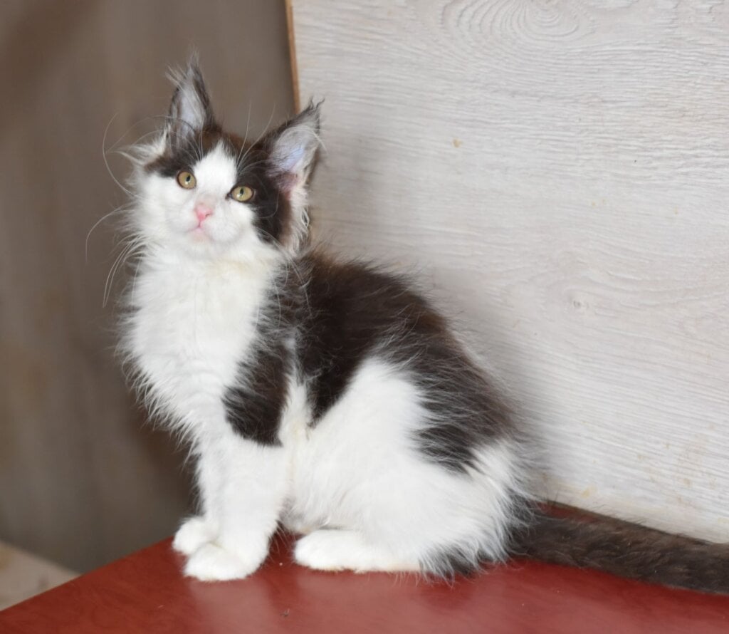 Chanel Maine Coon Female(Available) $2650